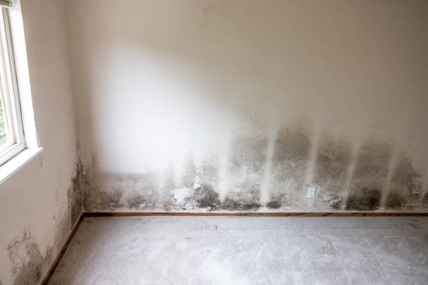 Best Environmental Consulting for Mold Prevention  in Pine Castle, FL